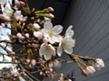 4月3日