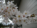 4月7日