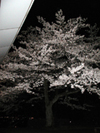 4月9日