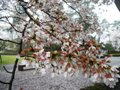 4月11日