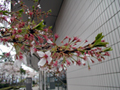 4月16日