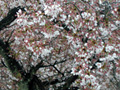 4月17日