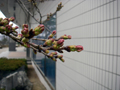 4月2日