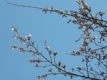 4月6日