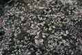 4月9日