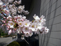 4月10日