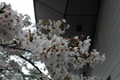 4月15日