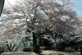 4月17日