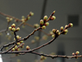 4月1日
