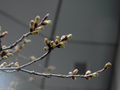 4月4日