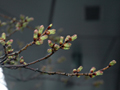 4月5日