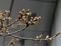 4月7日