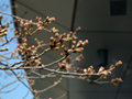 4月8日