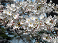 4月13日