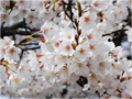 4月15日