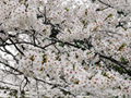 4月17日