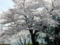 4月18日