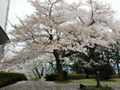 4月20日