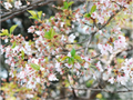 4月21日
