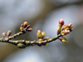 3月24日