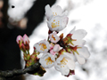 3月30日