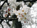 4月2日