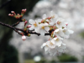 4月3日