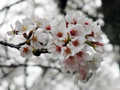 4月6日