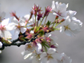 4月9日