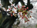 4月10日