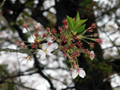 4月17日
