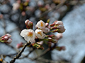 4月1日