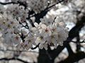 4月3日