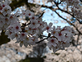 4月5日