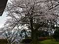 4月6日
