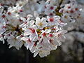 4月8日