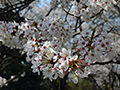 4月9日
