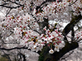 4月10日