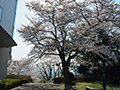 4月11日