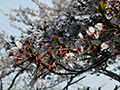 4月12日