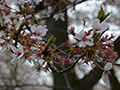 4月12日