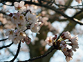 4月2日