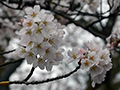 4月3日
