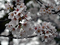 4月7日
