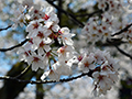 4月9日