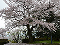 4月11日