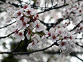 4月12日