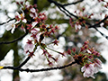 4月15日