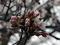 3月30日