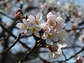 3月31日